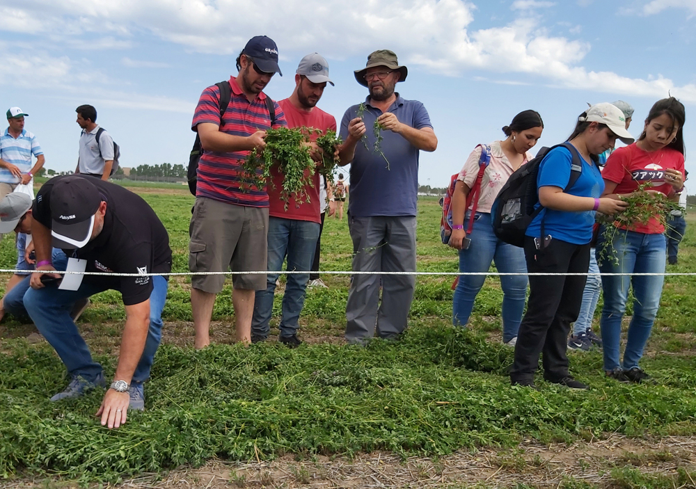“Alfalfa Inteligente”: ¿Cómo producir más leche y más carne de manera sostenible?