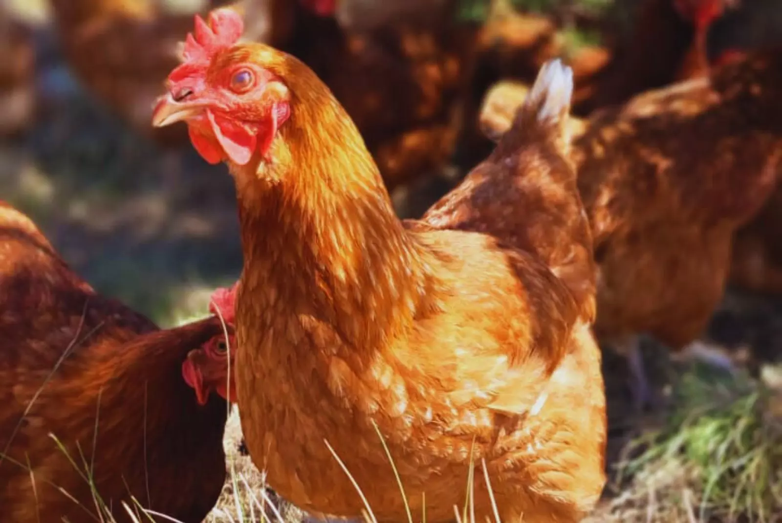 Gallinas libres, que se alimentan a pasto y son felices