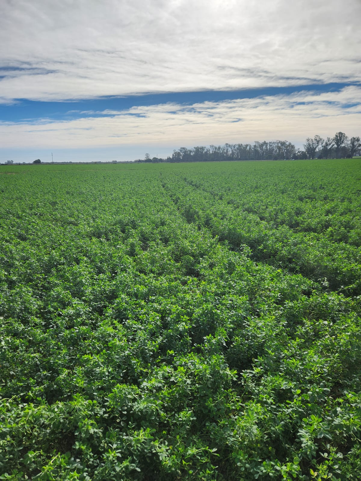 La ganancia genética en el rendimiento de alfalfa