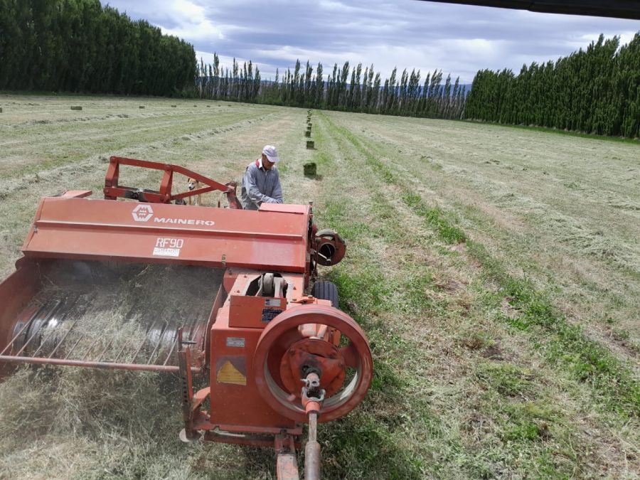 Santa Cruz apuesta a desarrollar alfalfa 