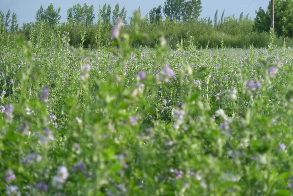 Con alfalfa, Mendoza busca diversificación productiva  