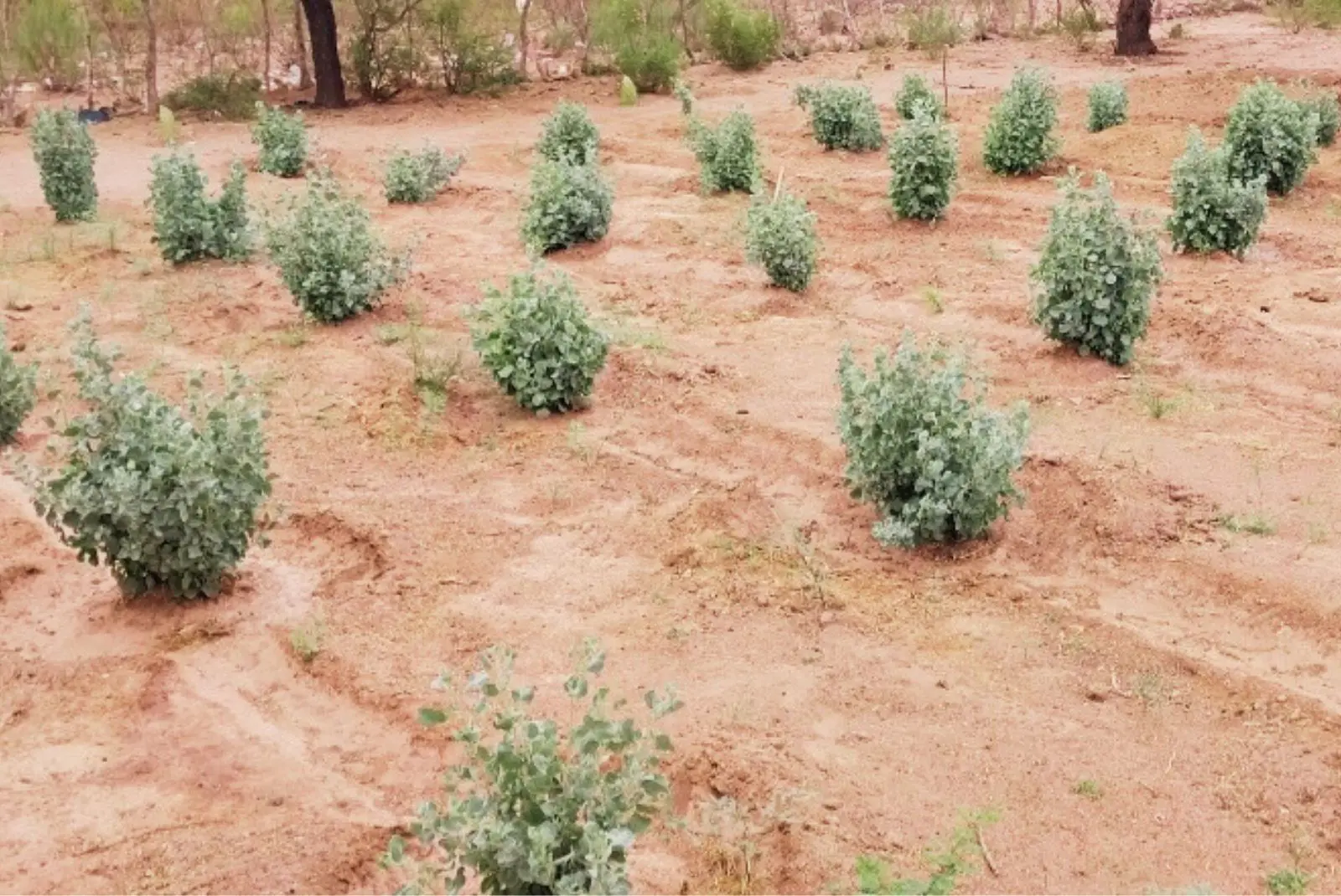 Una planta forrajera que ayuda a suplementar pequeños rumiantes 