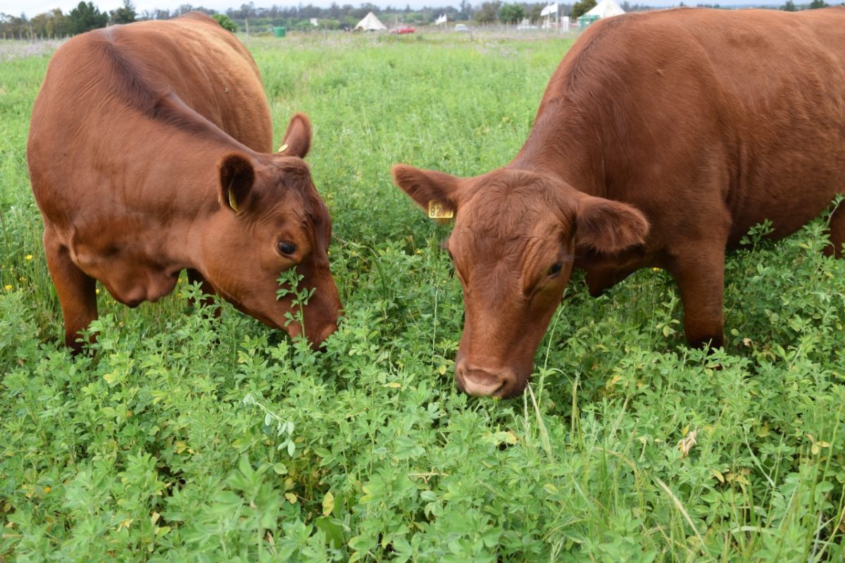 Chile avanza en la investigación genética de la alfalfa 