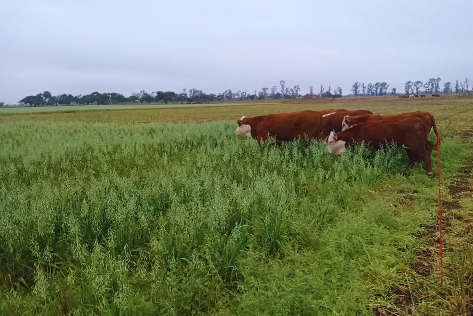 Cultivo de servicio y pastoreo rotativo permite mejorar el suelo 