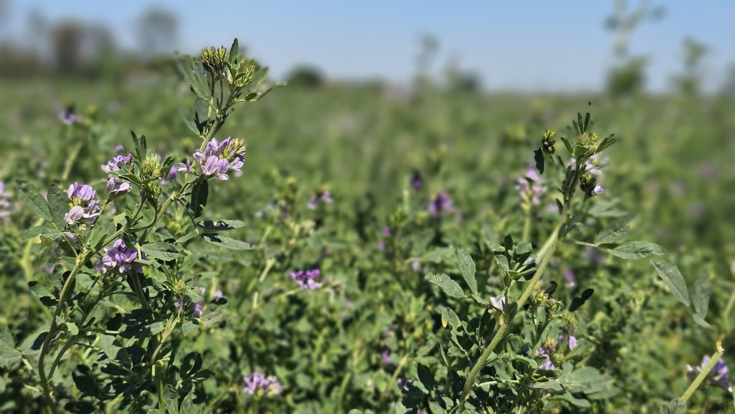 ¿Cómo producir alfalfa de calidad? 