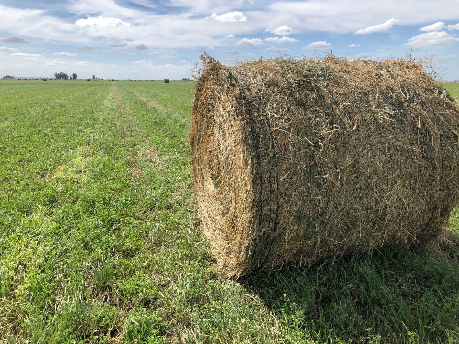 Incursionan en la alfalfa, producen rollos y buscan agregar valor