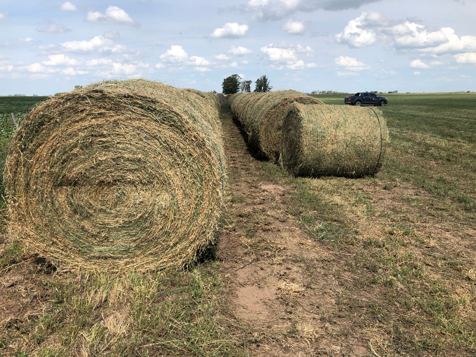 Alfalfa y venta de rollos, «lindo numerito…» 