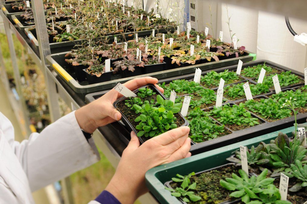¿Cómo impactará la simplificación del registro de variedades vegetales? 