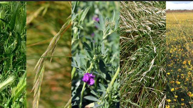 Pasturas, claves para “sacarles el jugo” 