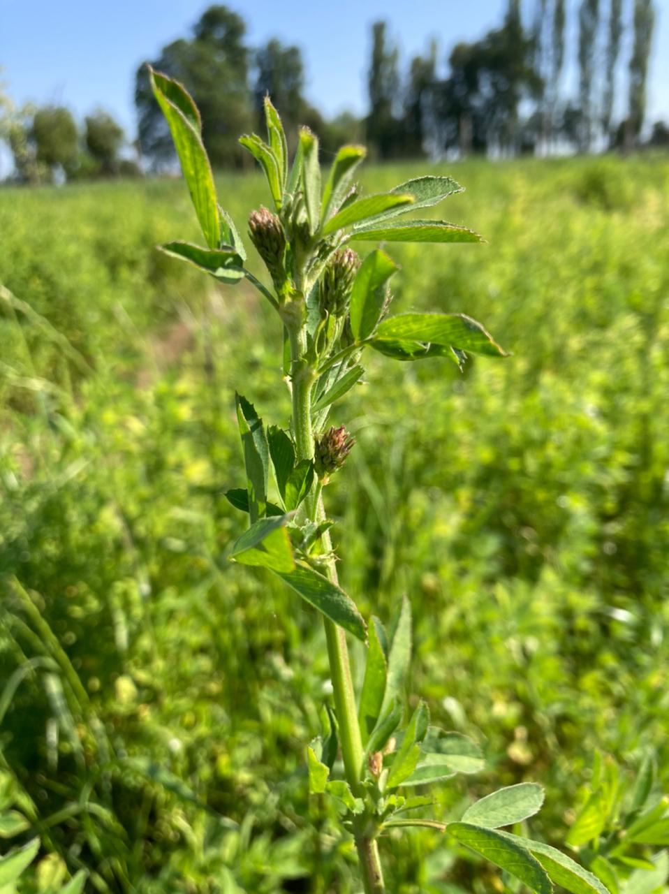 Chile trabaja para potenciar la producción de alfalfa de calidad 