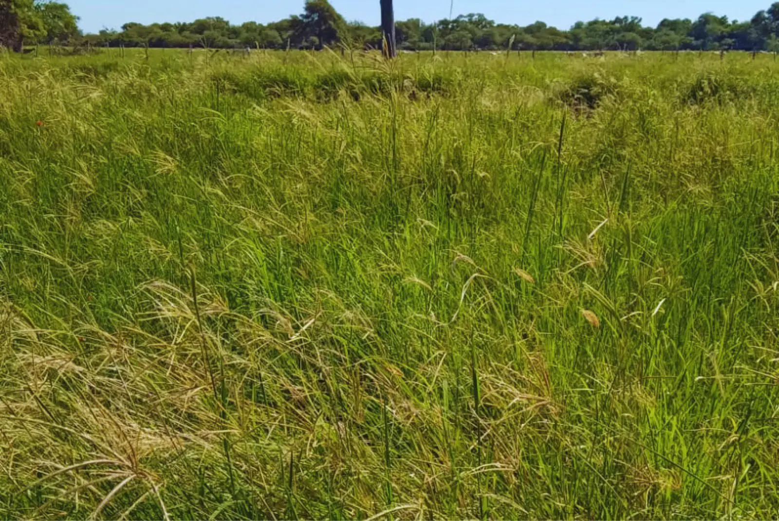 Evalúan pasturas megatérmicas para mejorar la productividad ganadera