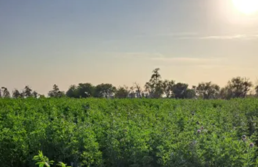 En Las Breñas, evalúan y caracterizan cultivares de alfalfa