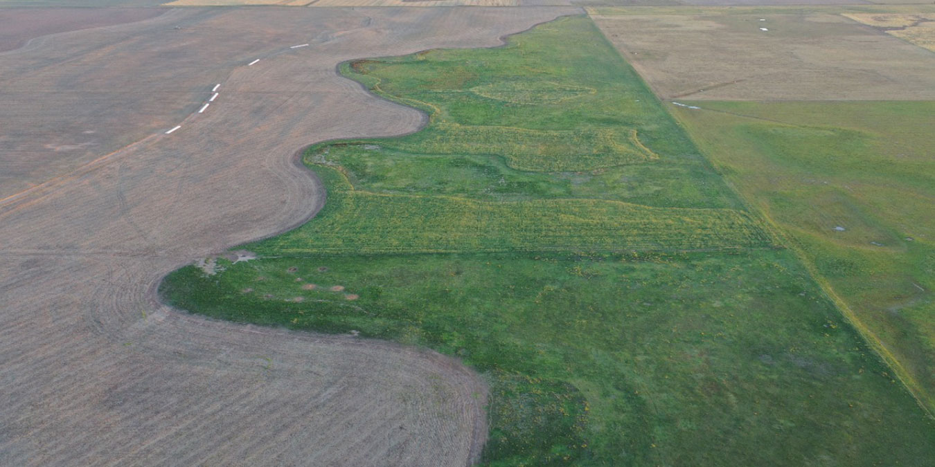 Pasturas de alfalfa para recuperar suelos degradados 