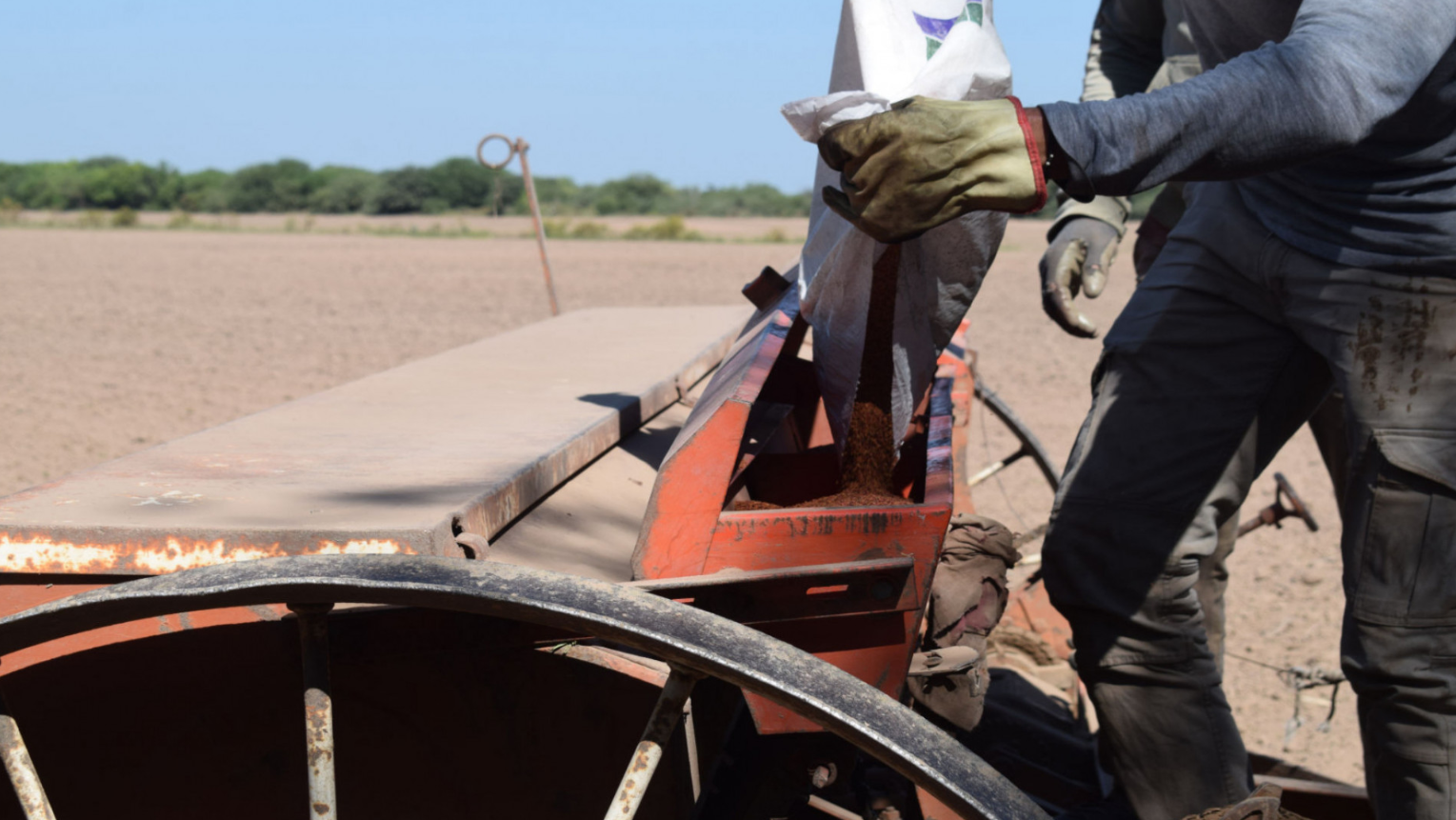 Avanza la producción de semilla fiscalizada de alfalfa Salinera INTA