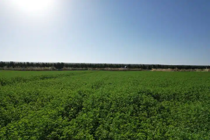 España aumentó su producción de alfalfa y otros forrajes deshidratados 