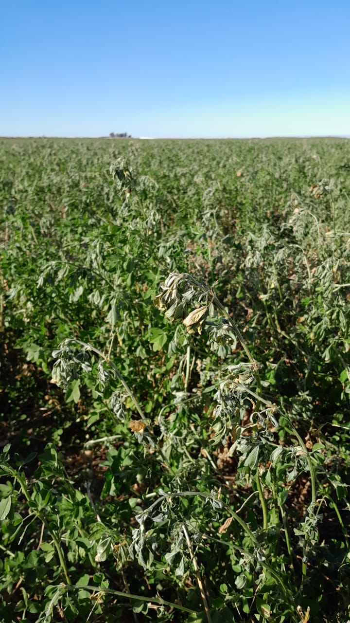 Bajas temperaturas y los efectos en la alfalfa