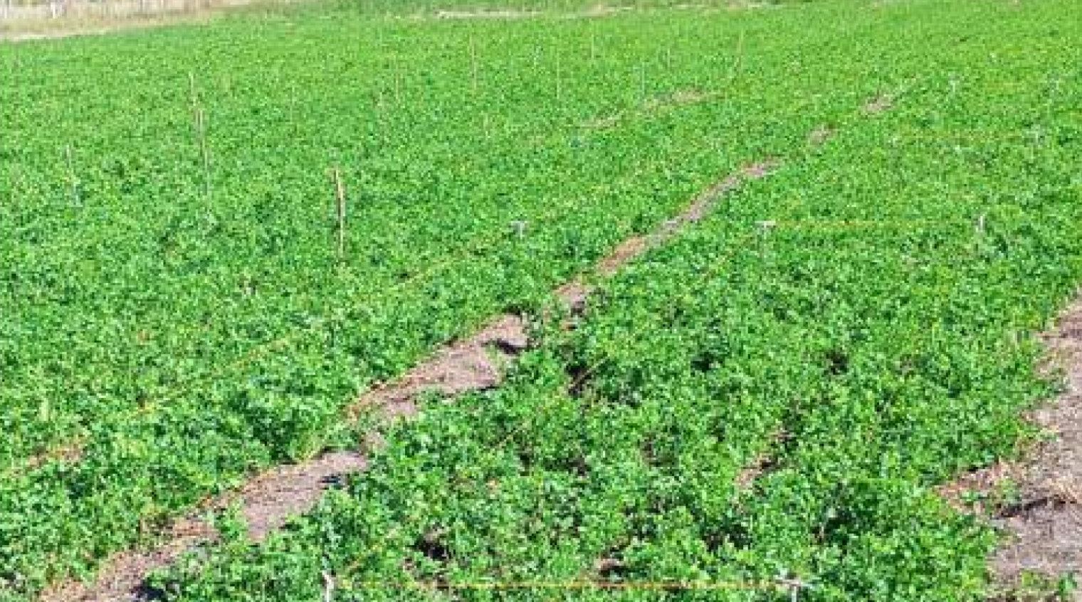 Evaluación de fertilización fosfatada en alfalfa