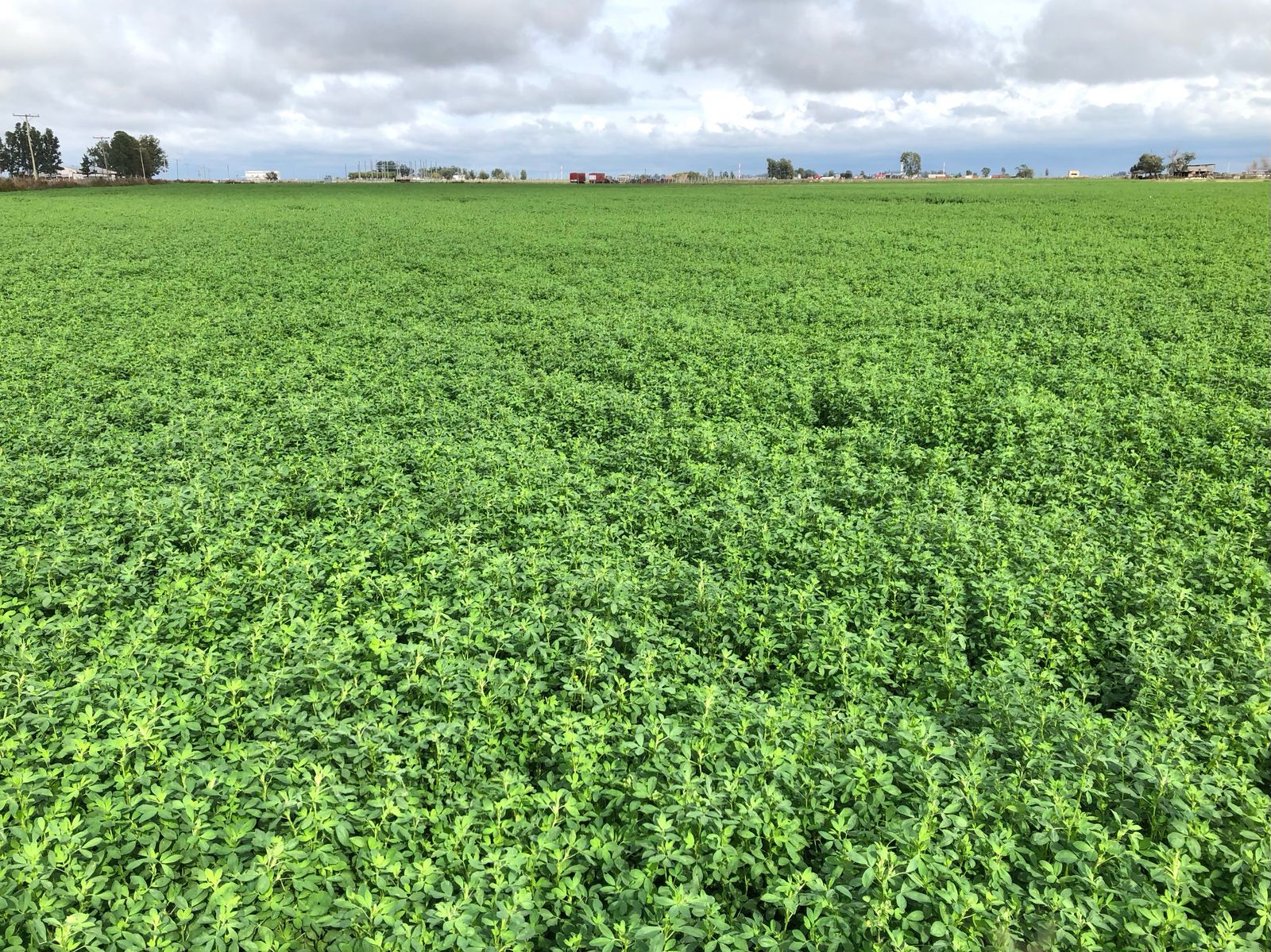 El pastoreo de alfalfa: una revolución basada en la altura del pasto