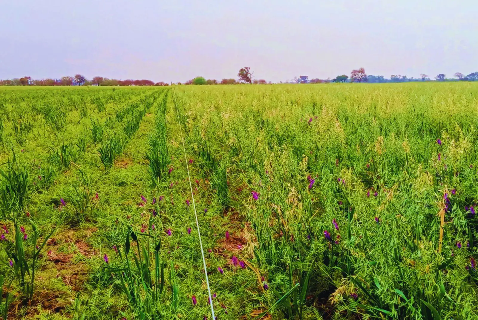 Agricultura + ganadería = mejores rindes y suelos