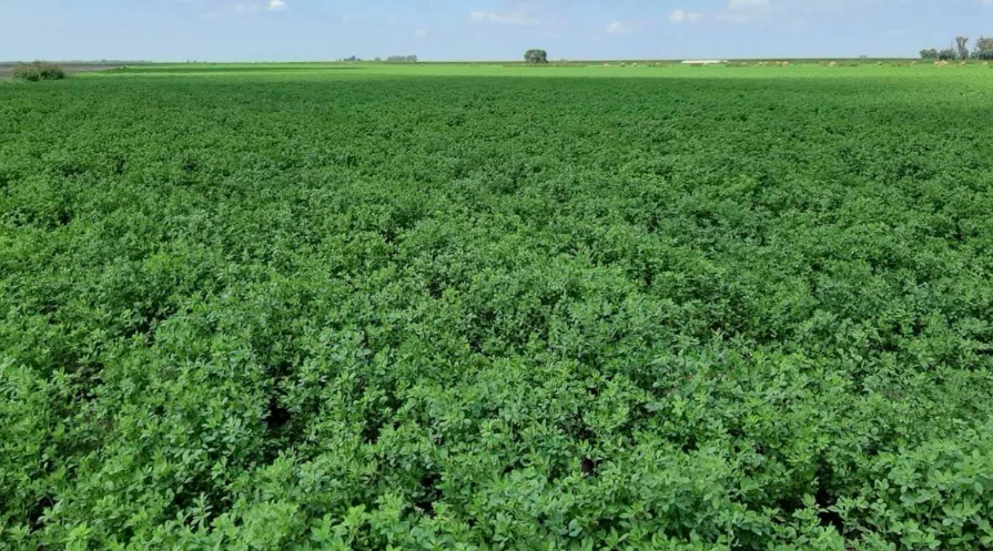 ¿Qué debemos tener en cuenta a la hora de elegir una semilla de alfalfa?