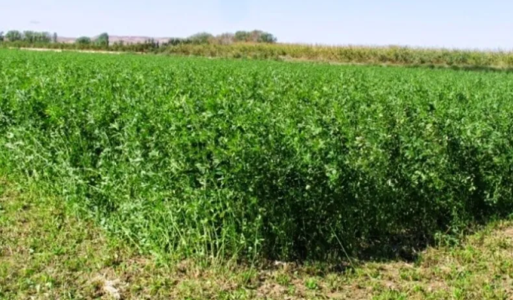 San Juan retomó la exportación de alfalfa de alta calidad