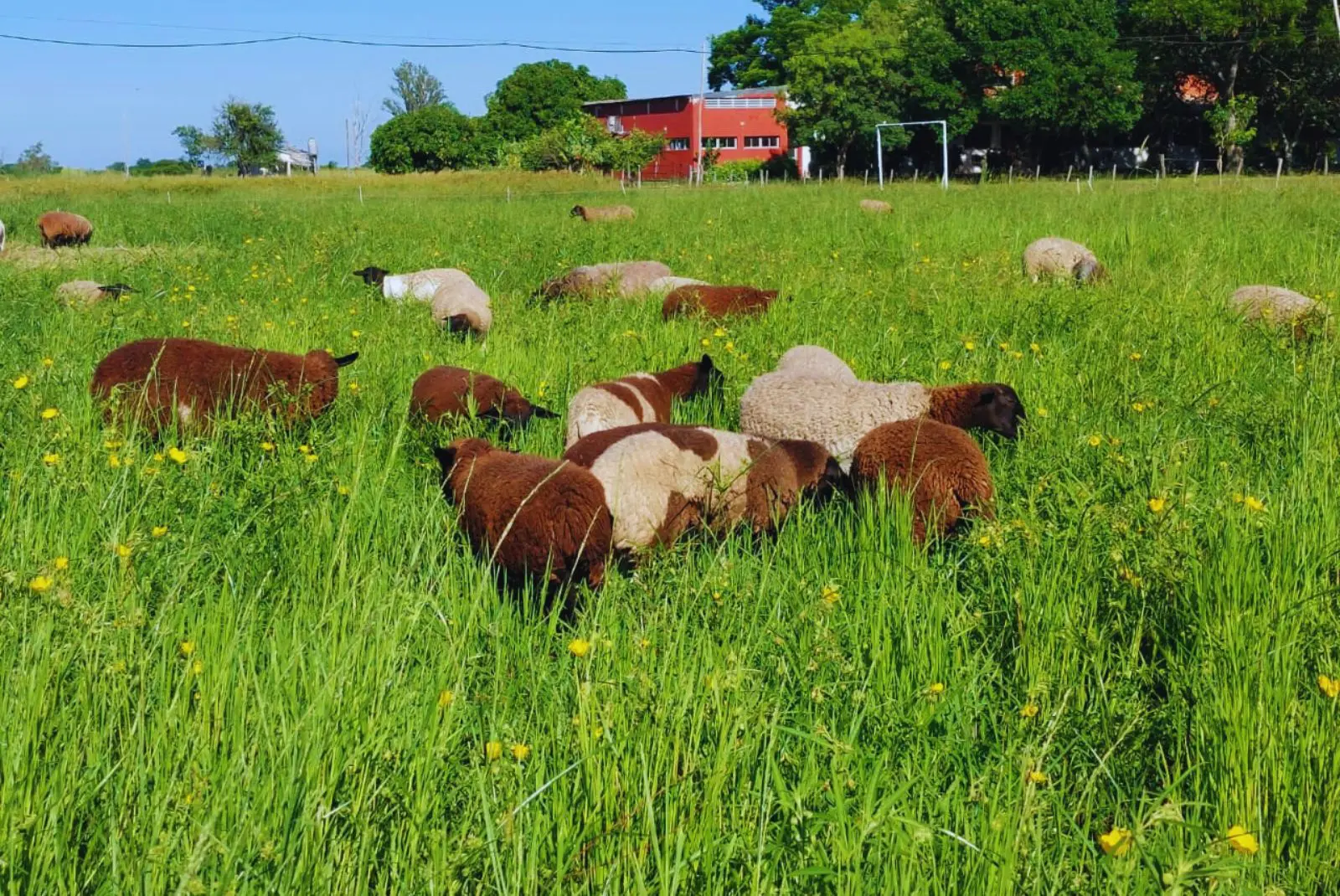 Pasto forrajero de alta calidad y potencial productivo