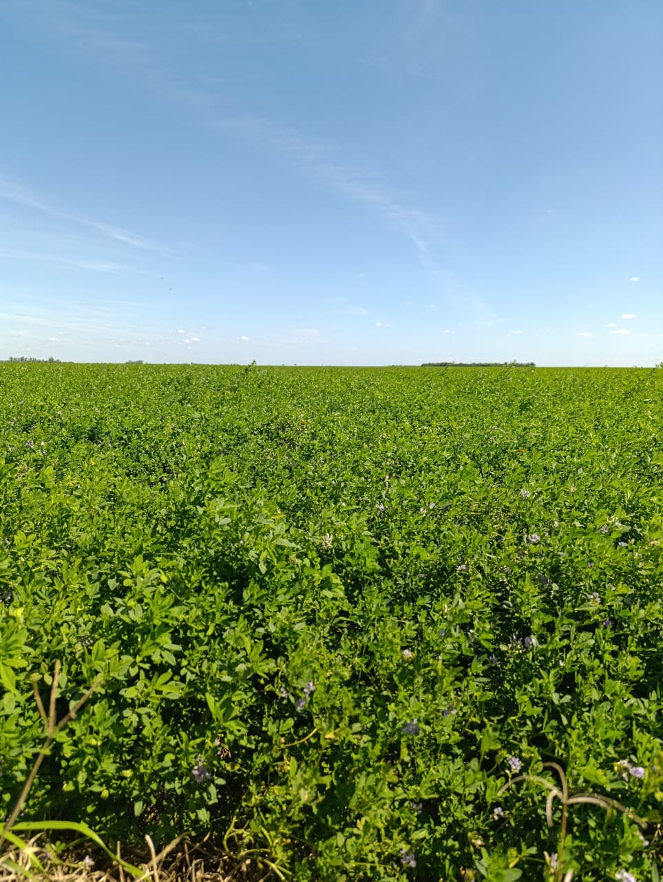 La alfalfa gana protagonismo… y hectáreas