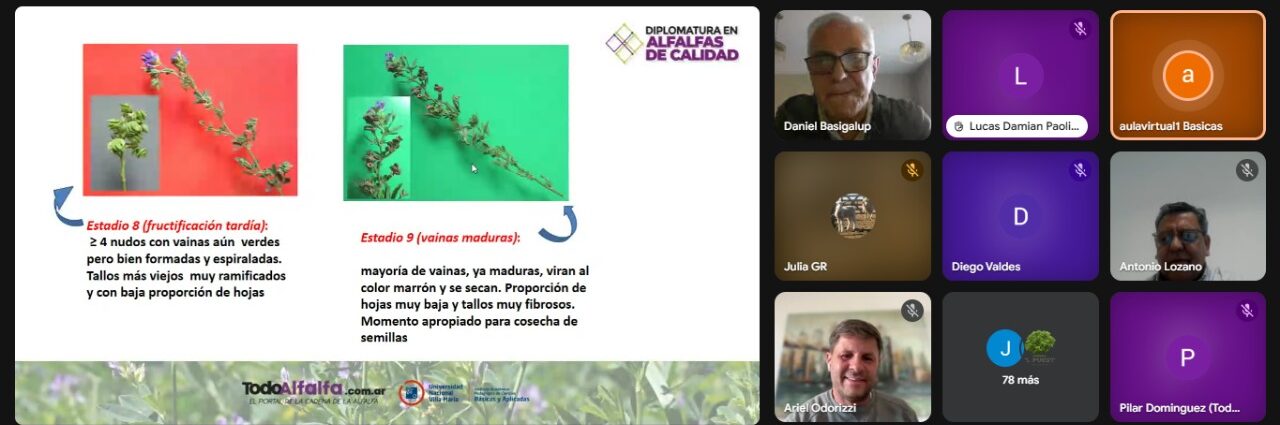 Morfología, enfermedades, plagas y mejoramiento genético de la alfalfa