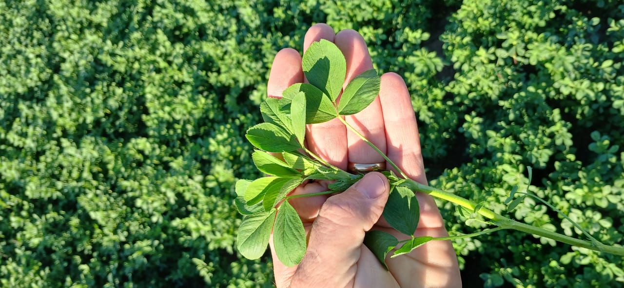 Hacer alfalfa en el periurbano ¿se puede?