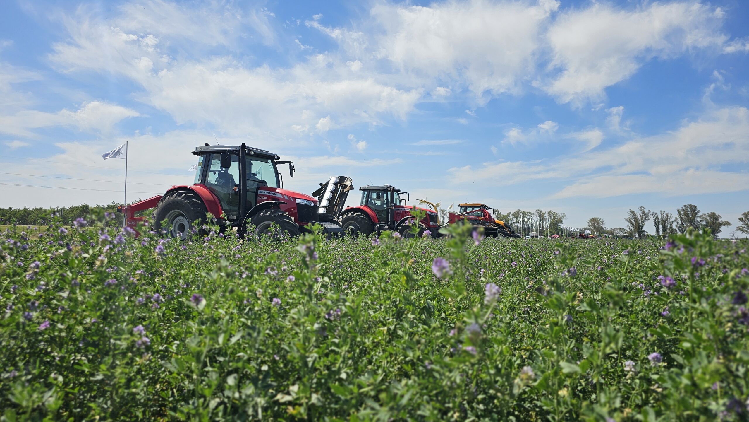 Argentina tiene la oportunidad para jugar fuerte en el mercado mundial de alfalfa