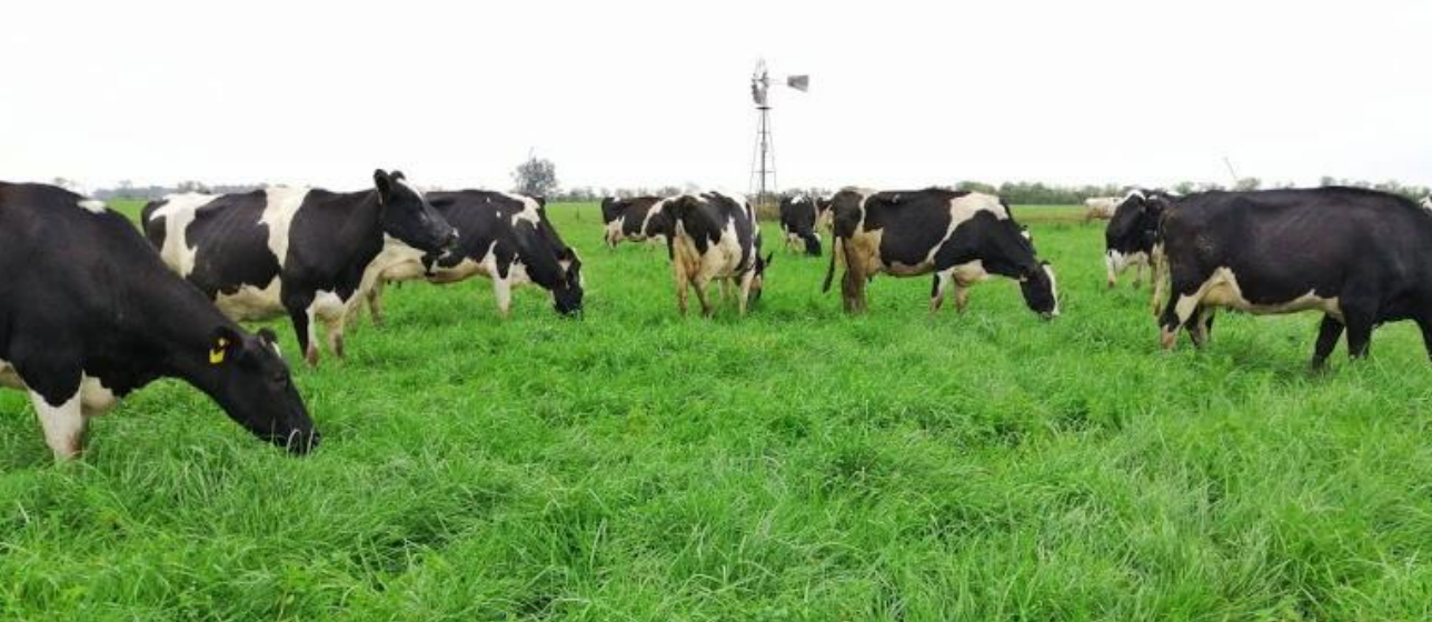 Gestión eficiente del cultivo de alfalfa