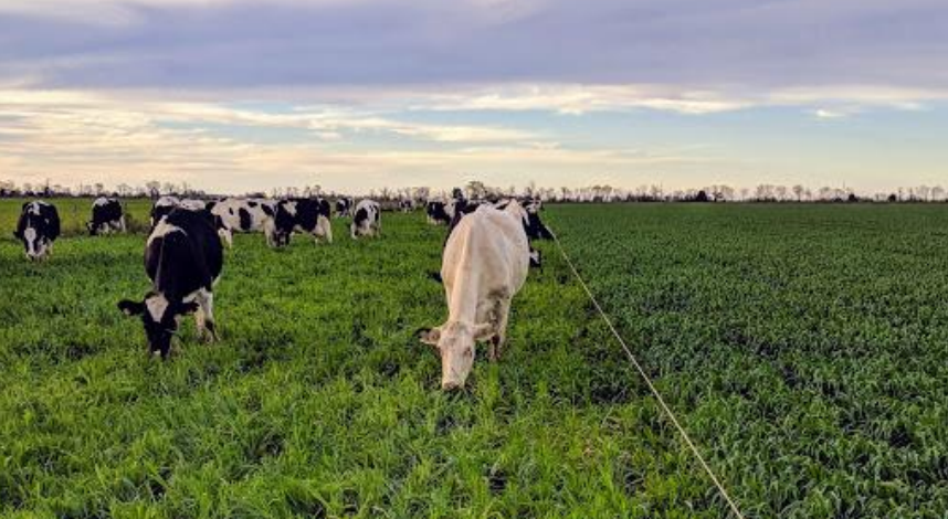«La alfalfa es insuperable en calidad y producción, pero no es 4×4» 