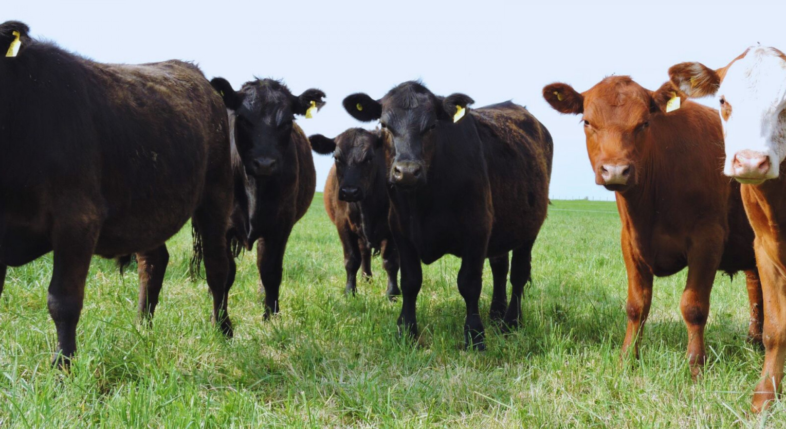 Alfalfa: Pautas para mejorar la eficiencia y la producción de carne