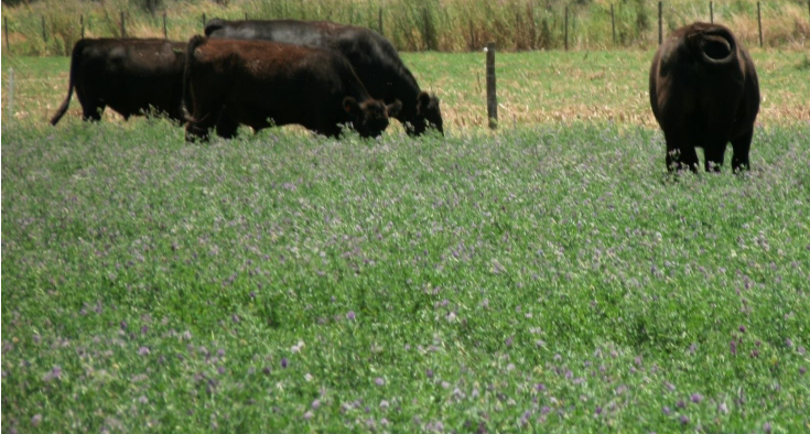 Manejo de alfalfa para sistemas lecheros y ganaderos