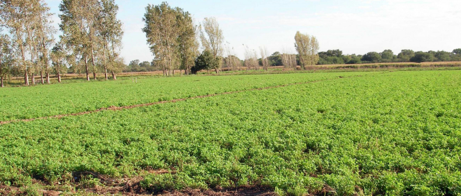Informe del INTA: El impacto del riego en alfalfa