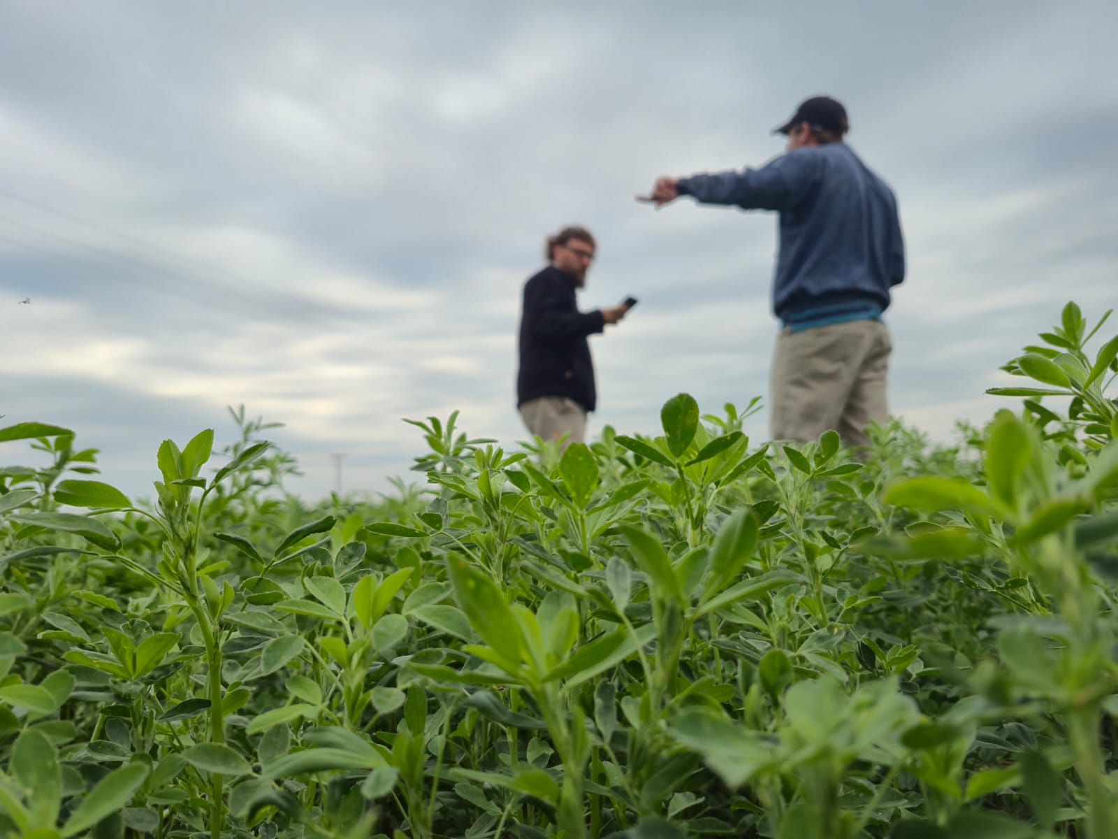 La alfalfa crece a la espera de los «fierros» para la dinámica 