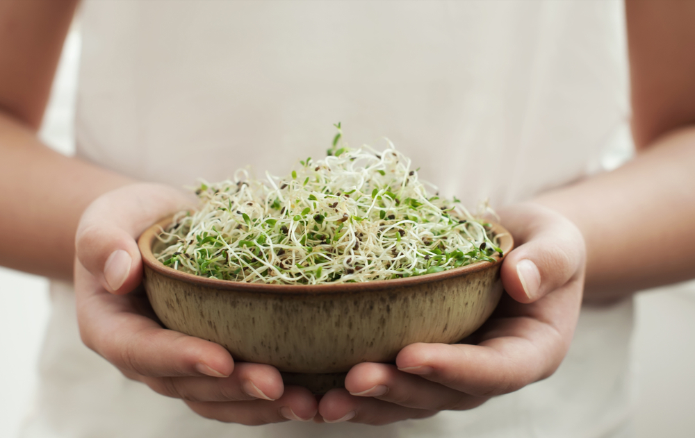 La alfalfa, un alimento recomendable para el consumo humano 