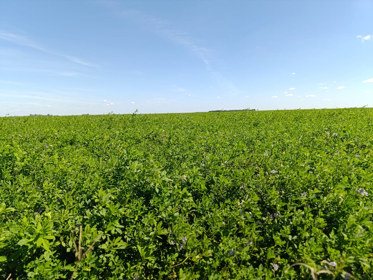 Identifican la reacción de la alfalfa a la salinidad del suelo