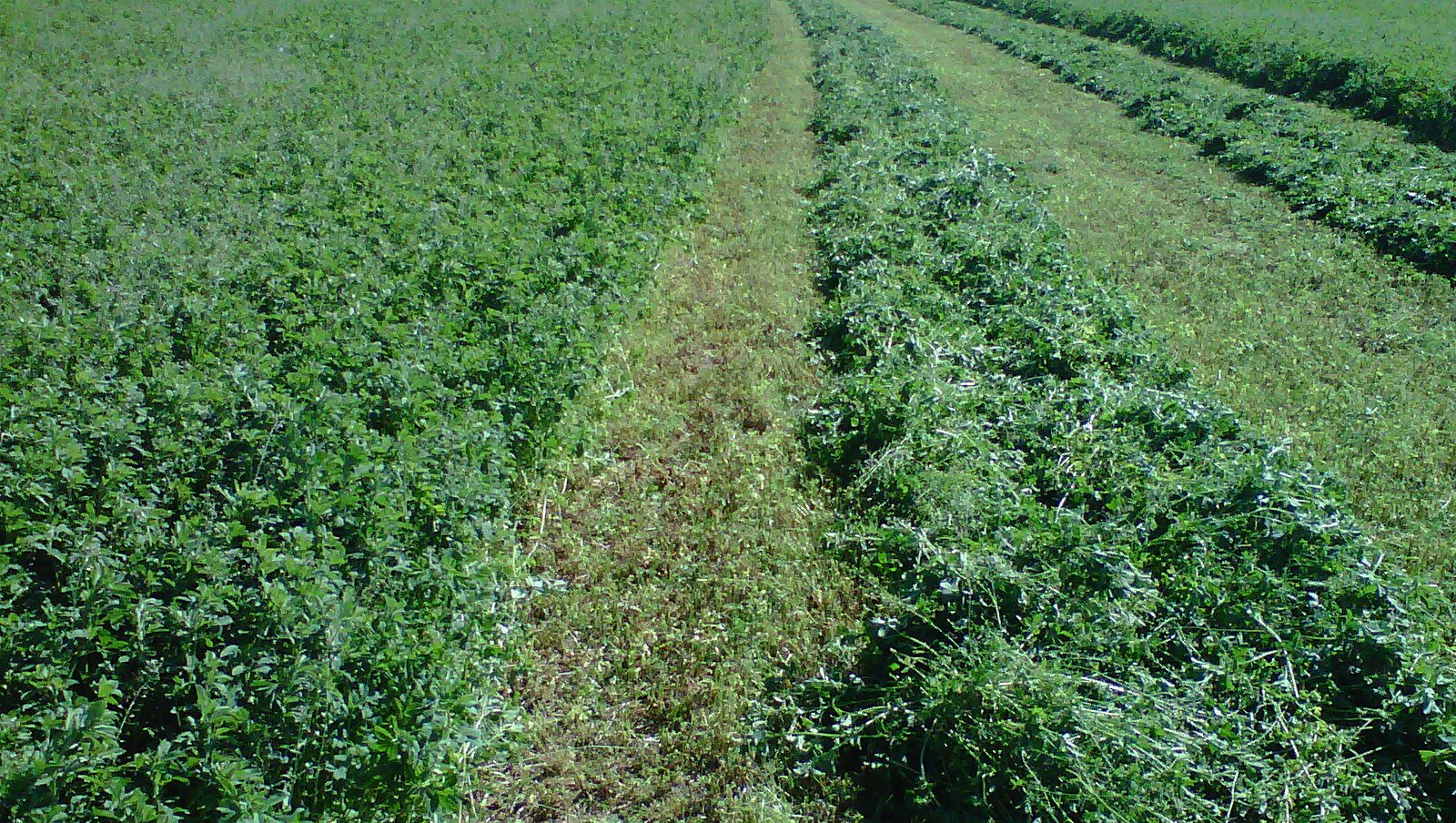 El riego en alfalfa, una necesidad para sumar un punto a la “calidad”