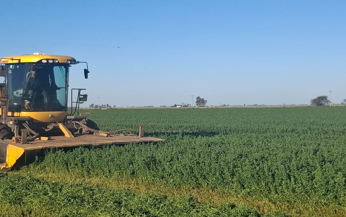 La “alfalfa en acción” para la dinámica de maquinarias forrajeras