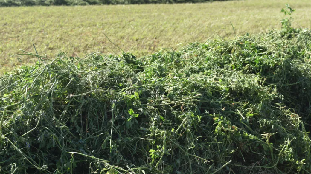 La fertilidad del suelo, clave para sostener la producción de alfalfa