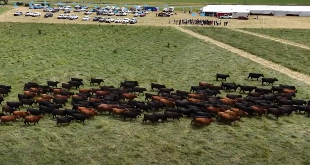 Manejar bien las pasturas para lograr una mejor producción ganadera