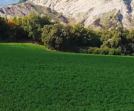 La mirada italiana sobre el mercado de la alfalfa argentina: potencial y competencia 