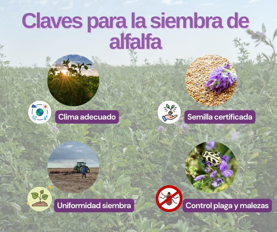 INFORME ESPECIAL: Claves para una siembra exitosa de alfalfa