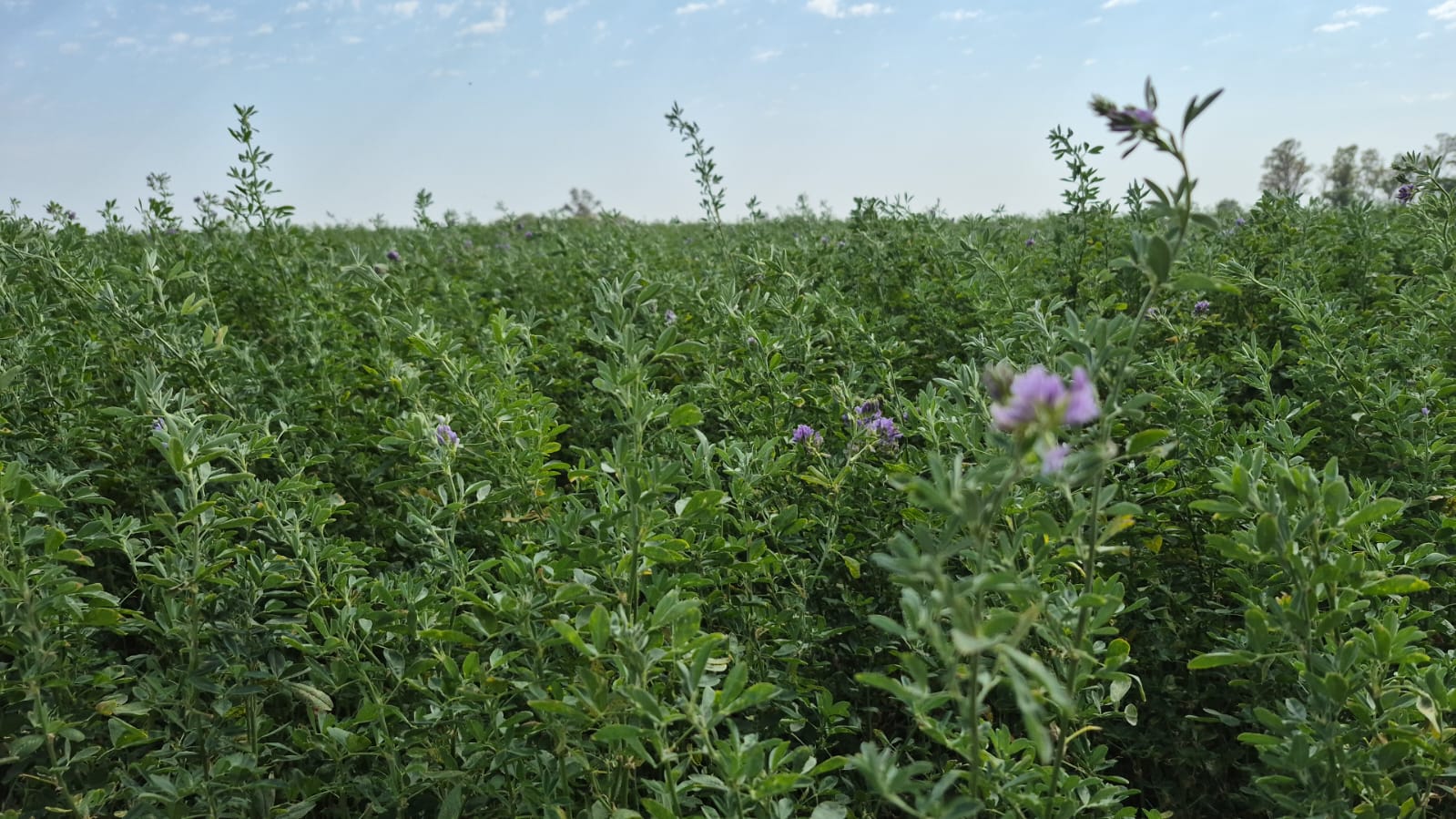Estrategias sostenibles para el cultivo de alfalfa en zonas áridas