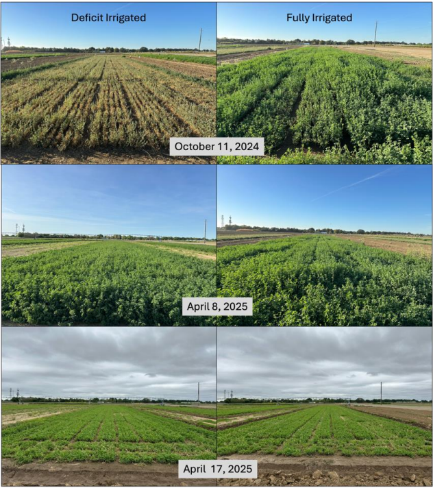 Desarrollar y probar cultivadores de alfalfa en condiciones limitadas de agua