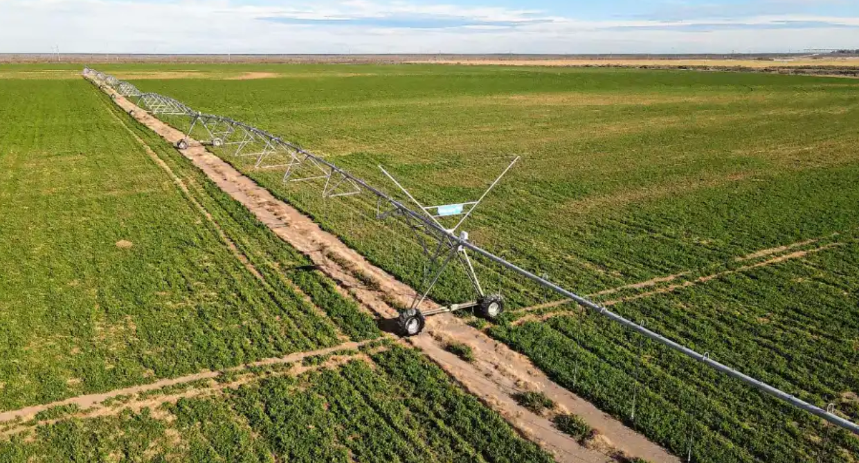Movimientos en el negocio de la alfalfa: Agrónica cambio de dueños