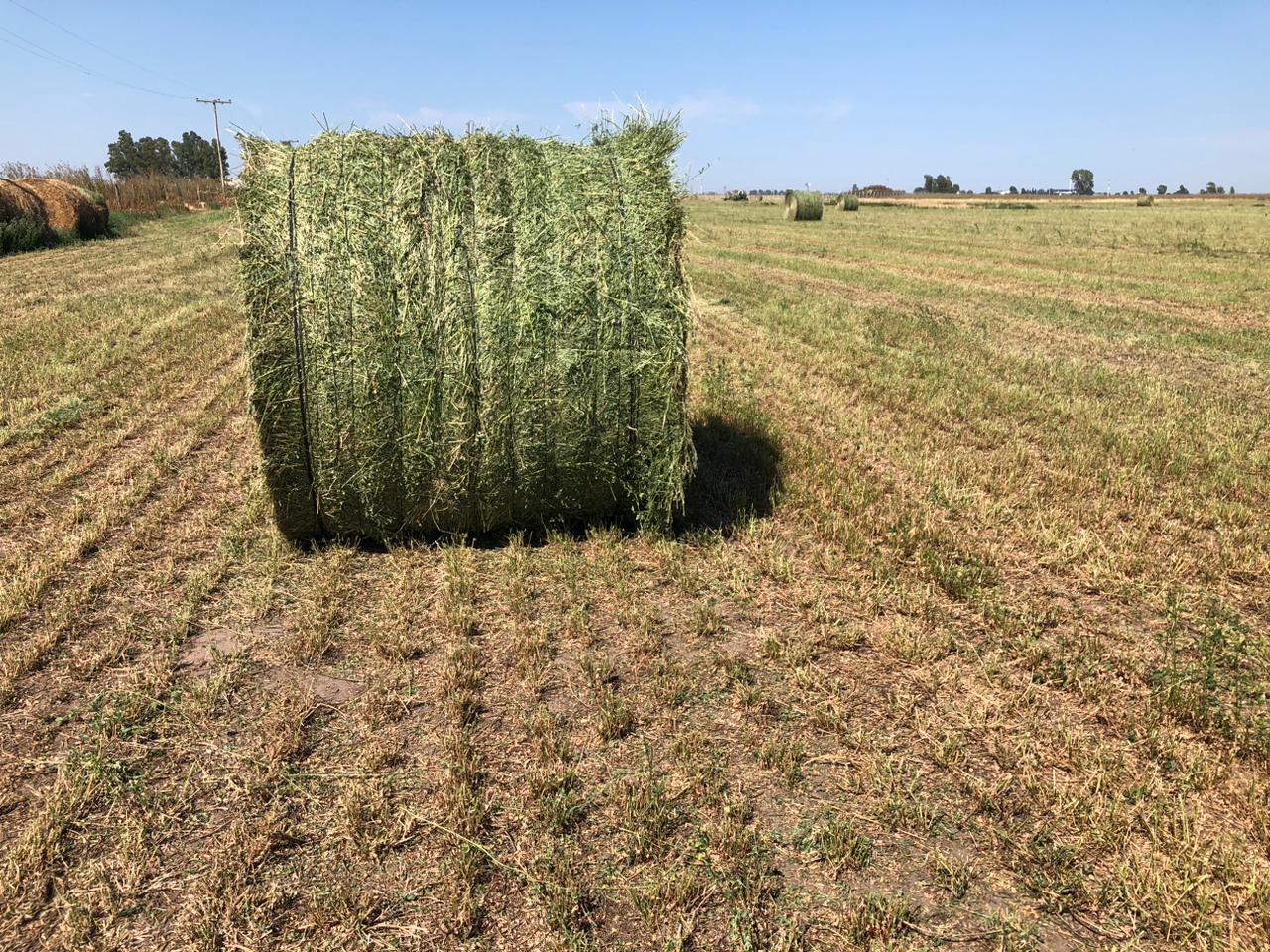 “De estar abandonado a producir alfalfa”