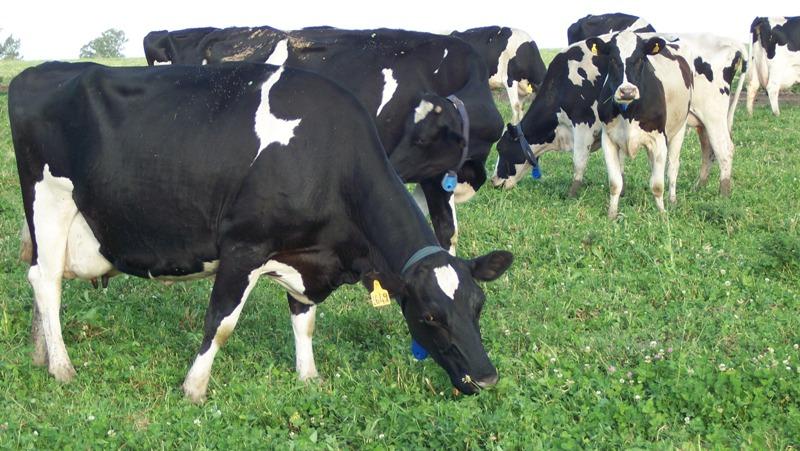 La alfalfa, el uso sostenible y la producción ganadera