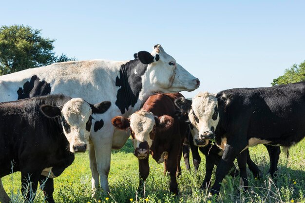 “Es un año para invertir en pasturas”